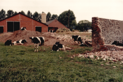 1980-Hallenumbau-Kuehe-in-Bauschutt