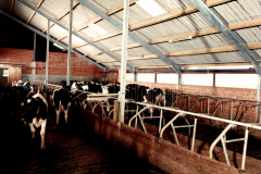 1984-Boxenlaufstall2