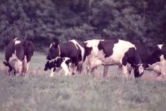 1986-Leo-und-Willi-auf-der-Weide1