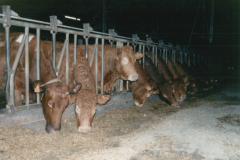1996-die-neuen-Limousin