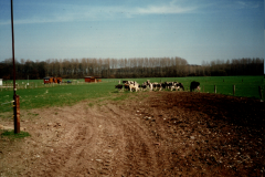 1996-letzter-Kuhaustrieb-der-Milchkuehe3