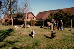 1997-Esel-Oscar-mit-Haus-im-Hintergrund