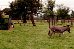 1997-Ziegenwiese-Esel