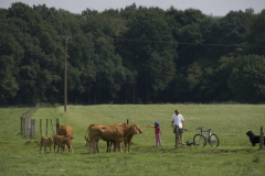 2010-Limousin-2