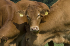 2010-Limousin-3