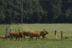 2010-Limousin