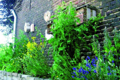 2010-Bienenwand-und-Faerberbeet
