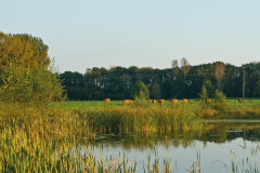 2014_teich_natur_kuh_fgx-4