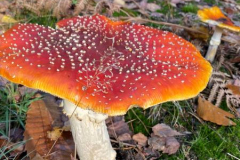 2020_Fliegenpilz-Natur_fgx
