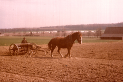 1982-Blick-vom-Hufschenweg-aus-Nachbar-Gerd-Peters-mit-Ackerpferd_004542