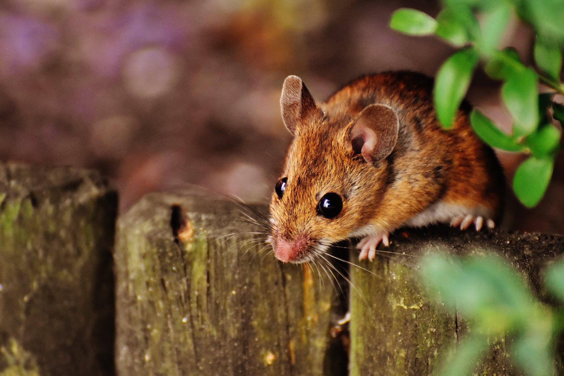 selective focus photography of brown mouse